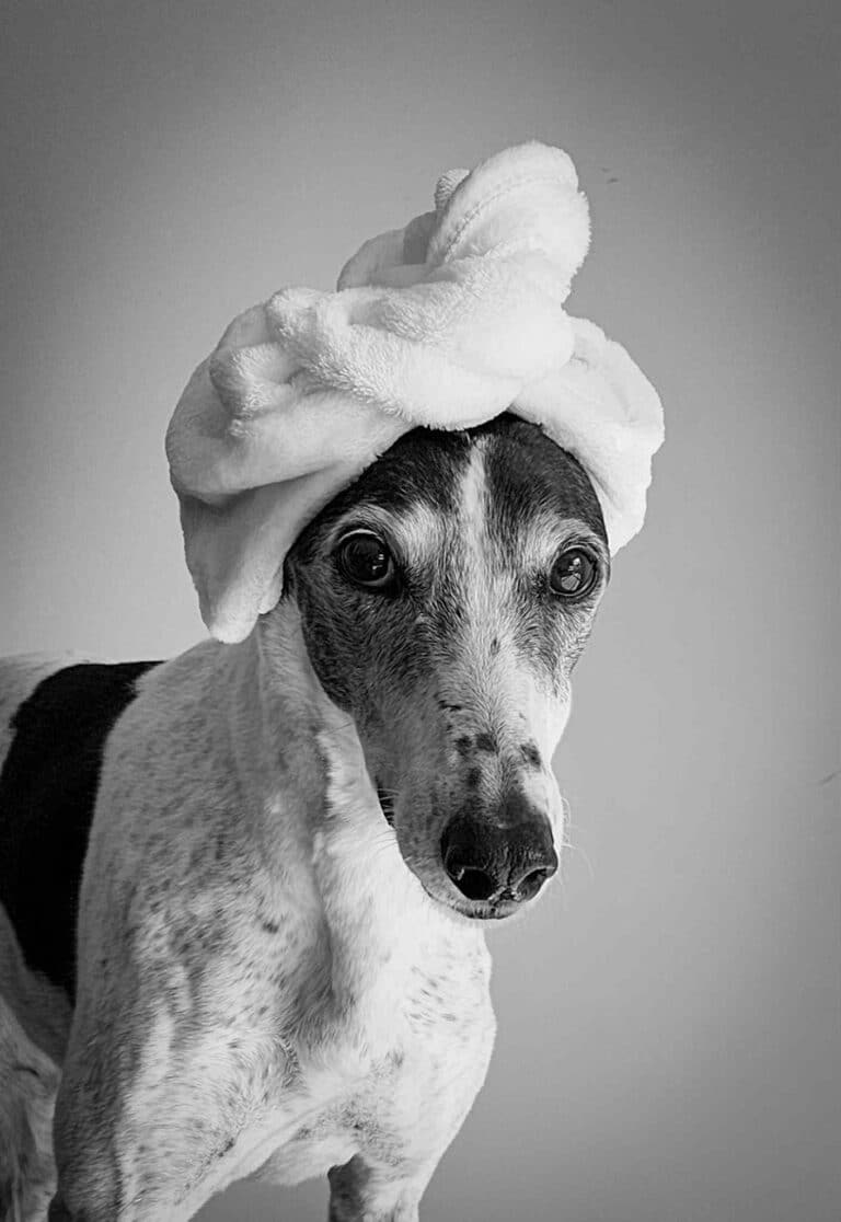 Lady Woodwark, Wanaka wedding dog.